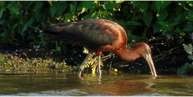 Glossy Ibis at Annapolis Royal Marsh - Aug. 5, 2015 - Larry Neily
